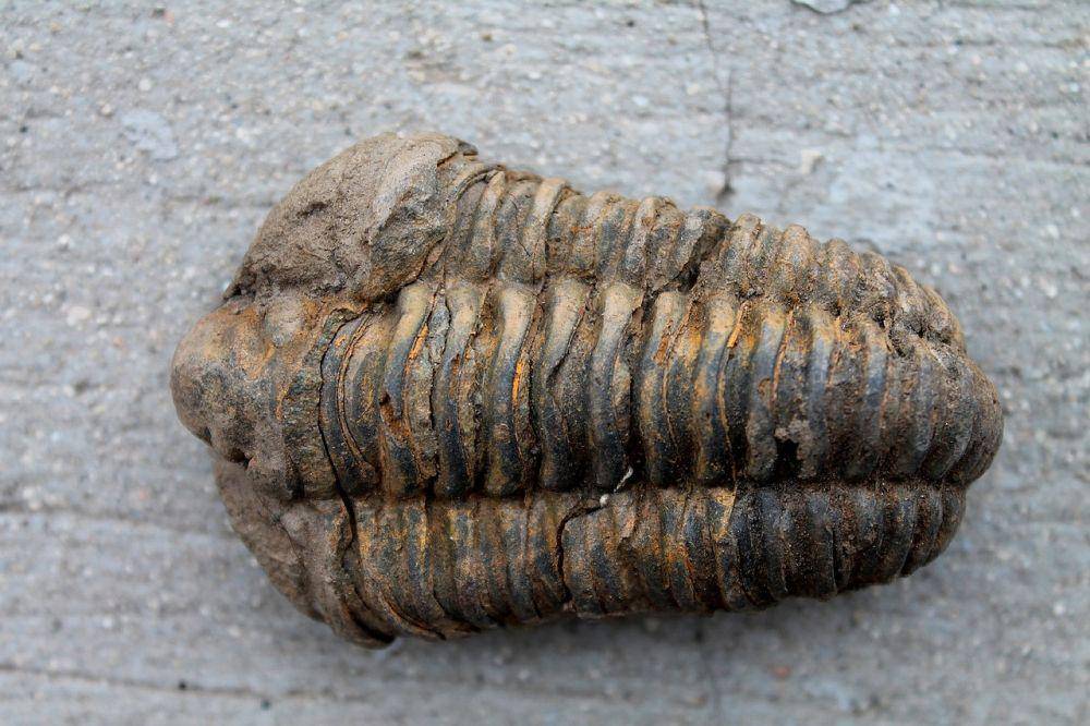 Trilobit (pixabay.com/tatlin)