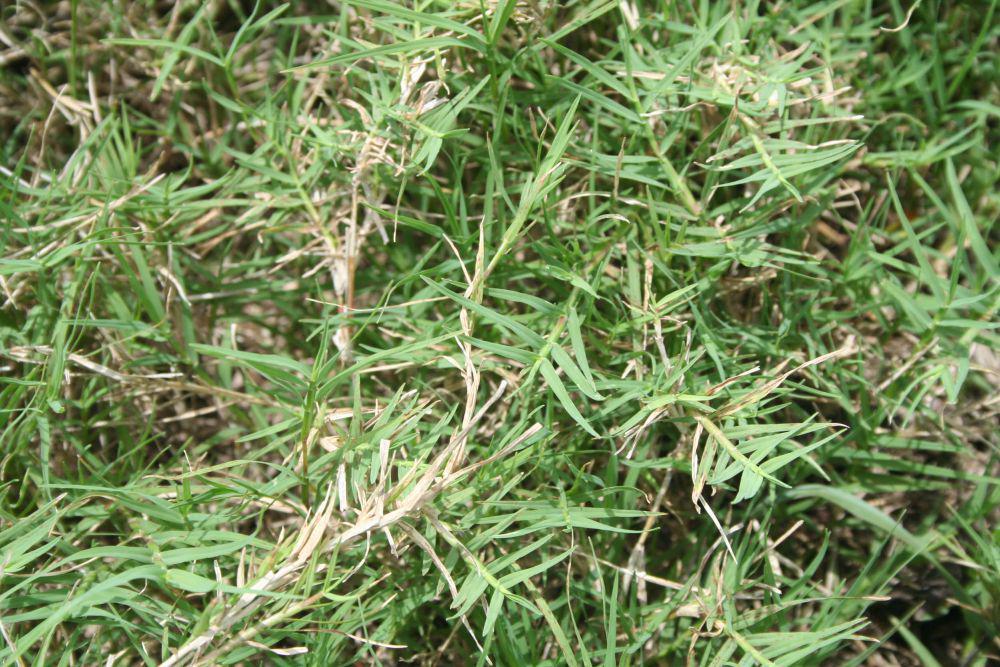 gulma rumput (indiabiodiversity.org)
