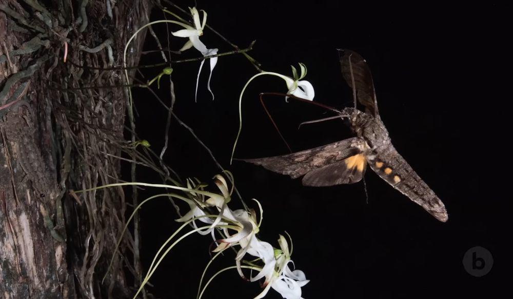 Anggrek hantu (youtube.com/National Geographic)