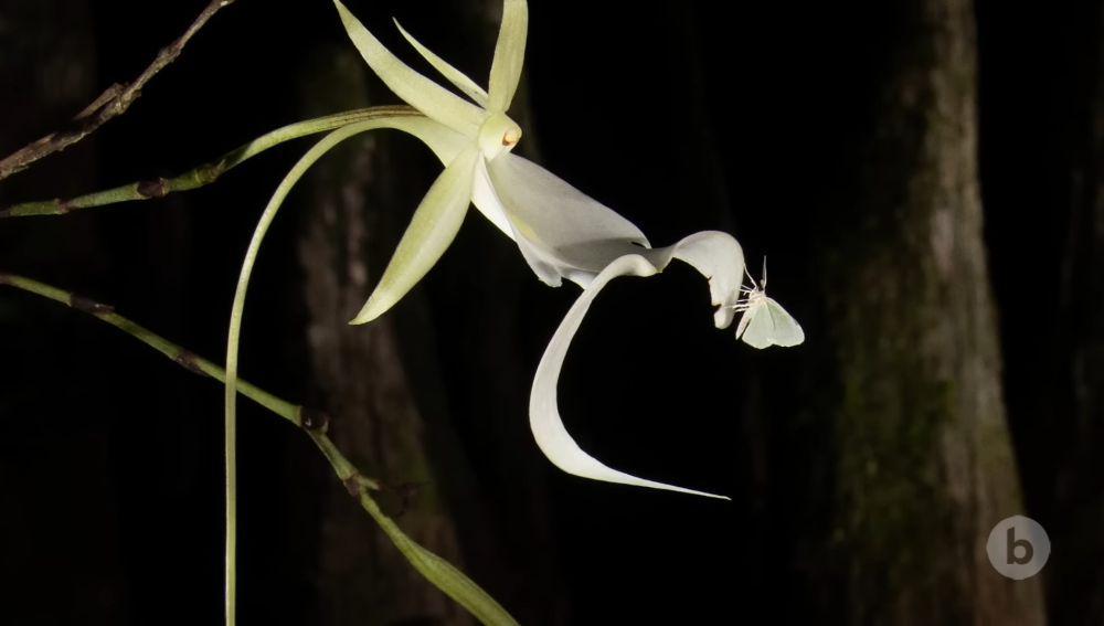 Anggrek hantu (youtube.com/National Geographic)