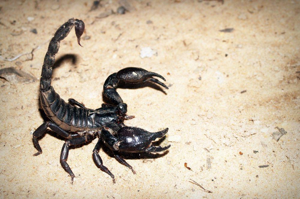 5 Fakta Mengerikan Kalajengking, Bisa Menyuntik Racun dengan Sengatnya