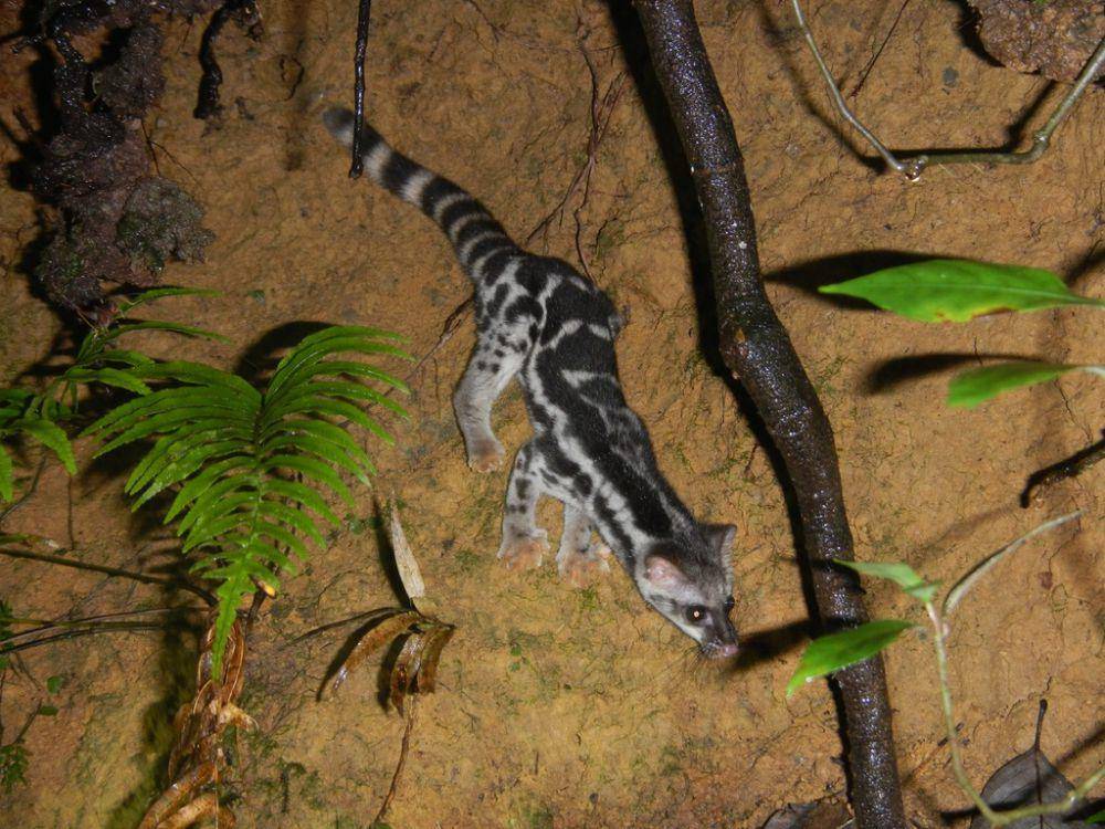 musang congkok (inaturalist/ Matt Strimas-Mackey)