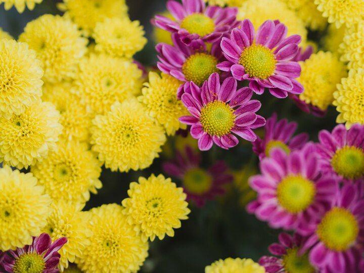 aster kuning dan ungu (freepik.com/freepik)