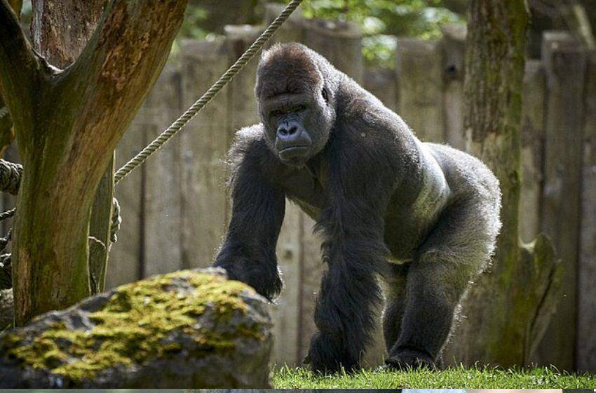 silverback gorilla (commons.wikimedia.org/Anil Öztas)