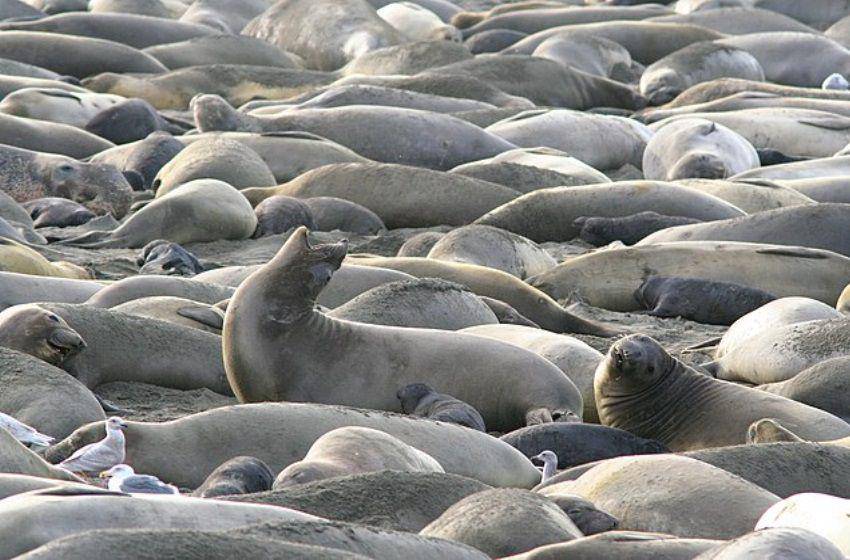 gajah laut di musim kawin. (commons.wikimedia.org/ALAN SCHMIERER)