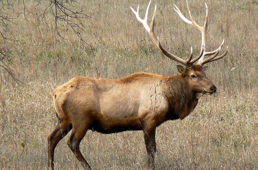ilustrasi Elk jantan (commons.wikimedia.org/MONGO)