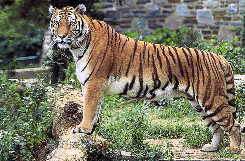 harimau benggala (commons.wikimedia.org/Hollingsworth, John and Karen)