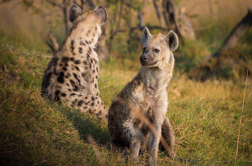 sepasang hyena bertutul sedang mengawasi daerah teritori. (commons.wikimedia.org/safaritravelplus)