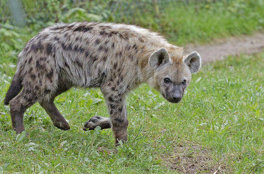potret seekor hyena bertutul muda. (commons.wikimedia.org/Zweer de Bruin)