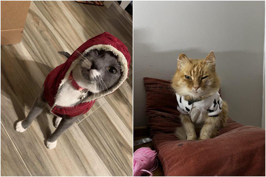 kolase foto kucing memakai jaket musim dingin (reddit.com/user/kittydances | reddit.com/user/ohheysarahjay)