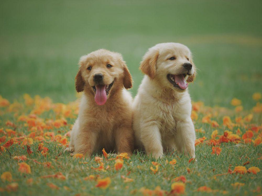 5 Ras Anjing Terbaik yang Cocok untuk Teman Anak Autis