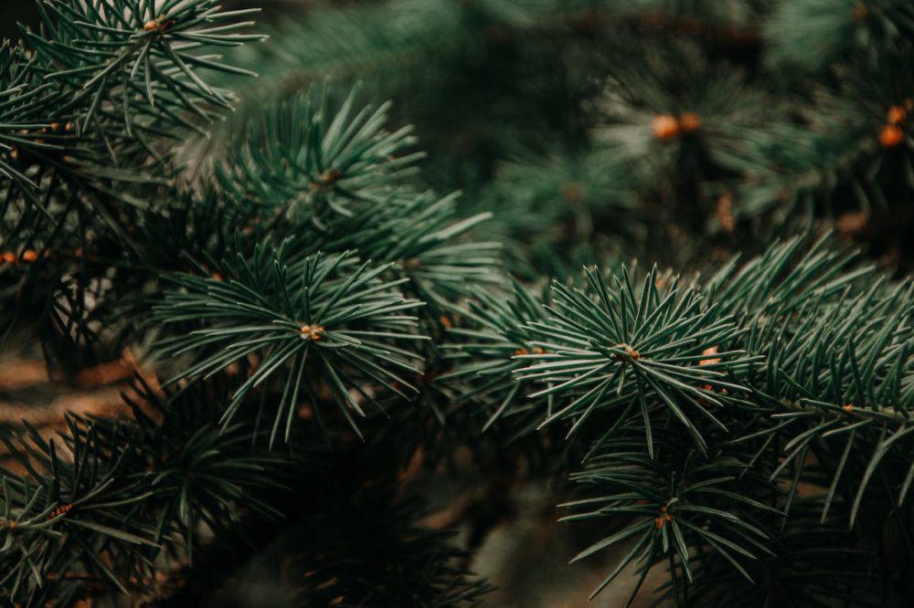 ilustrasi pohon pinus (pexels.com/https:/Irina Iriser)