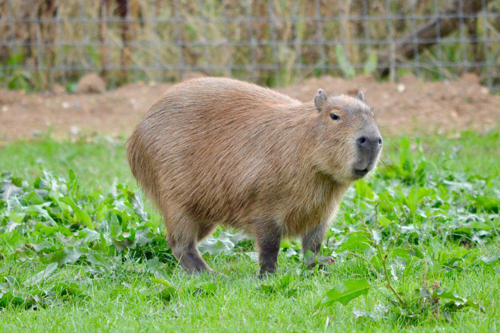 capybara (pexels.com/Marian Havenga)