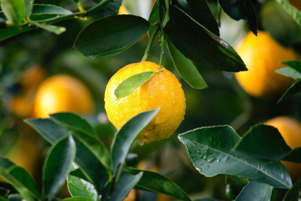 ilustrasi lemon (pexels.com/Ryan Baker)