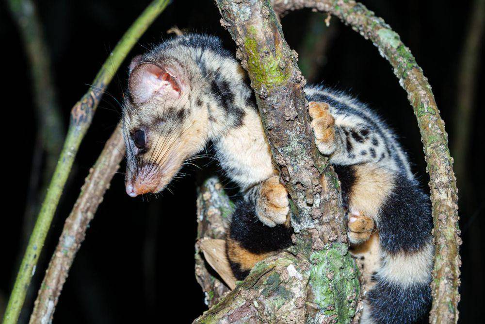 musang congkok (dok. Thai National Parks)