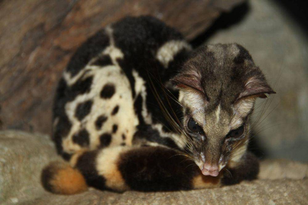 6 Fakta Musang Congkok, Populasinya Eksklusif di Selatan Asia Tenggara