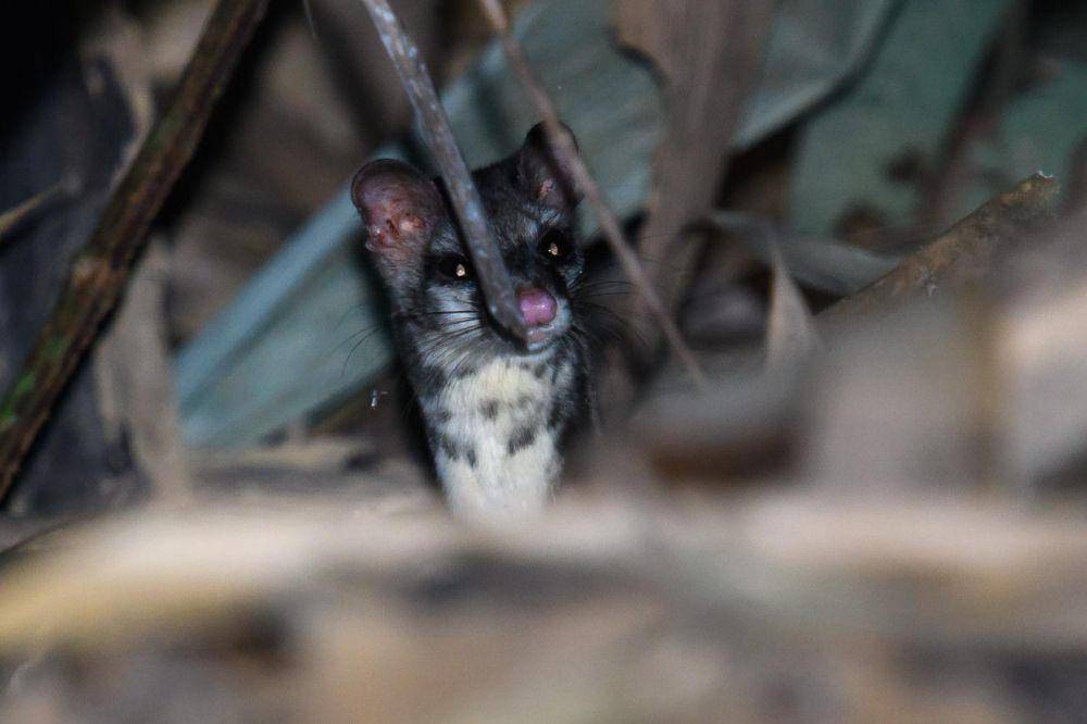 musang congkok yang ada di Taman Nasional Kui Buri Thailand (dok. Thai National Parks)