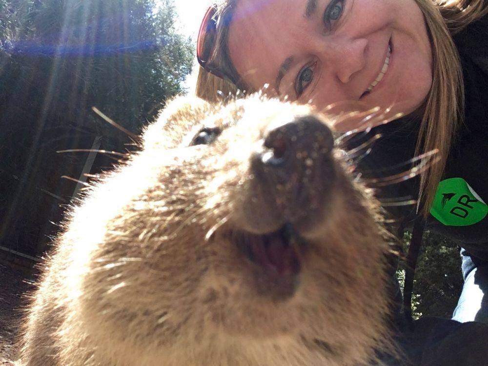 Keramahan quokka terhadap manusia (commons.wikimedia.org/Drbethsnow)