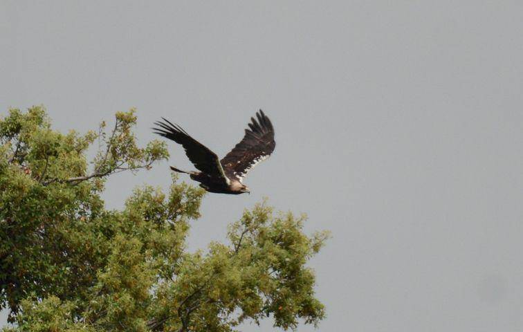 Spanish imperial eagle (commons.wikimedia.org/Yves Hoebeke)