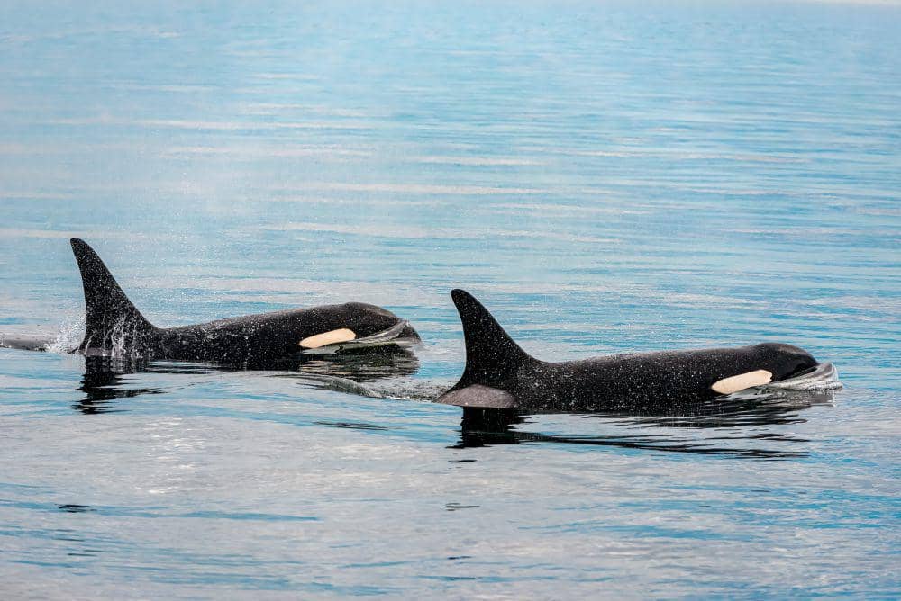 Paus Orca, Predator Puncak yang Tidak Memiliki Musuh Alami | IDN Times