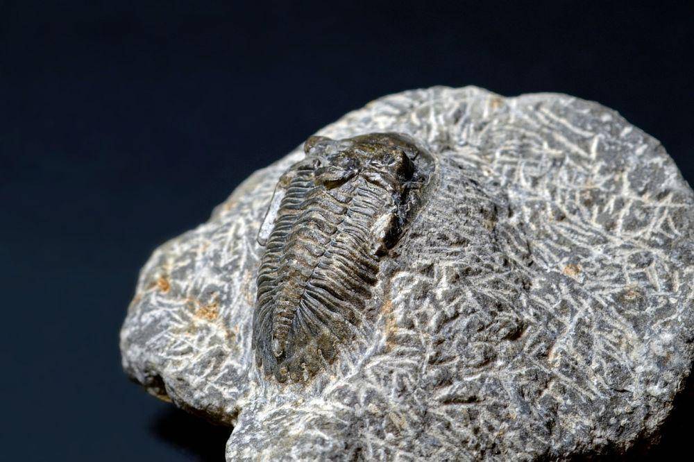 Trilobit (pixabay.com/Camera-man)
