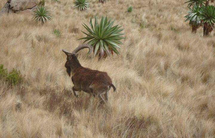 walia ibex (commons.wikimedia.org/Meti04)