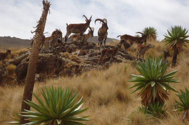 walia ibex (commons.wikimedia.org/Meti04)