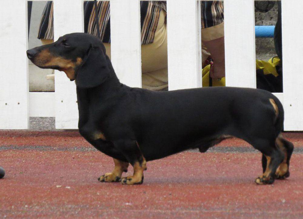 9 Ras Anjing yang Bisa Diandalkan untuk Memburu dan  Menangkap Tikus