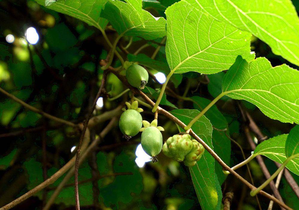 Actinidia polygama (commons.wikimedia.org/Ka23 13)