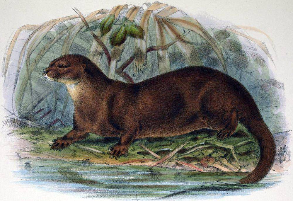 Ilustrasi berang-berang sumatra (commons.m.wikimedia.org/John Keulemans)