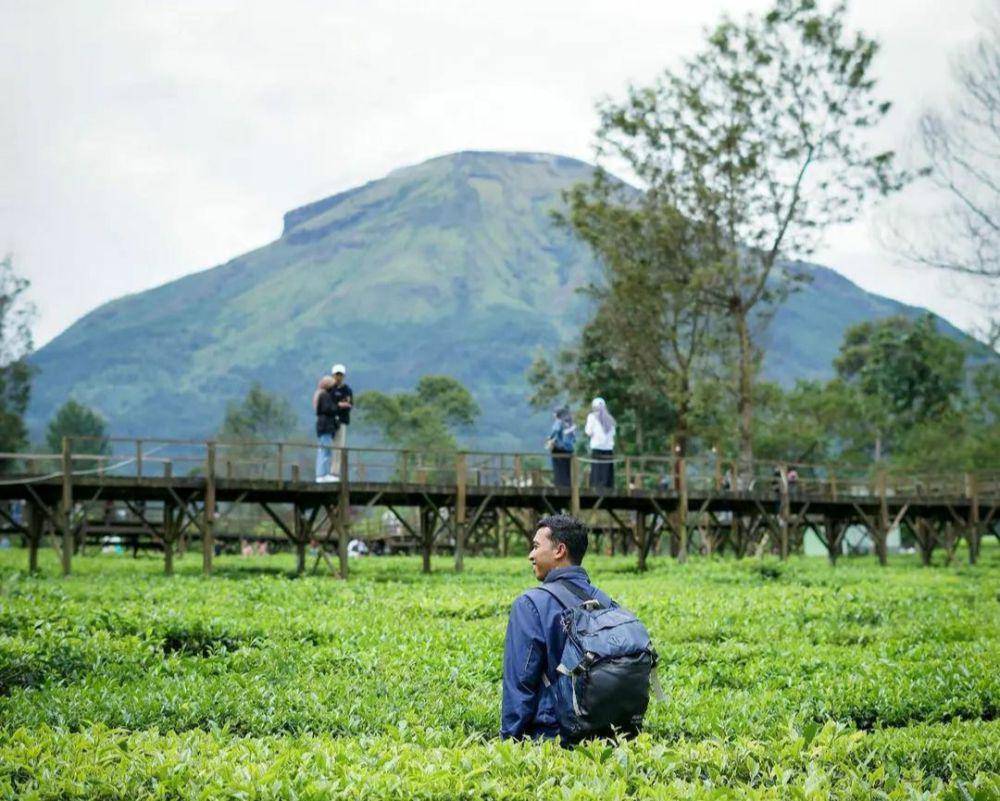 Kebun teh Patean Tambi(instagram.com/kebuntehtambiofficial)