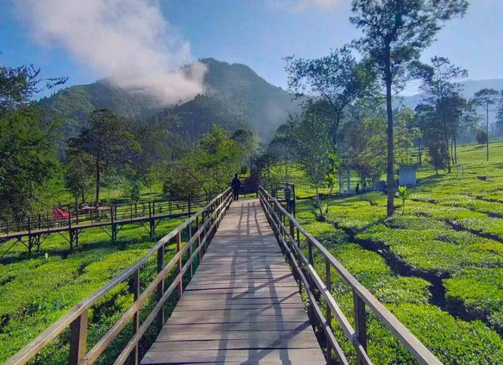 Kebun teh Patean Tambi(instagram.com/kebuntehtambiofficial)