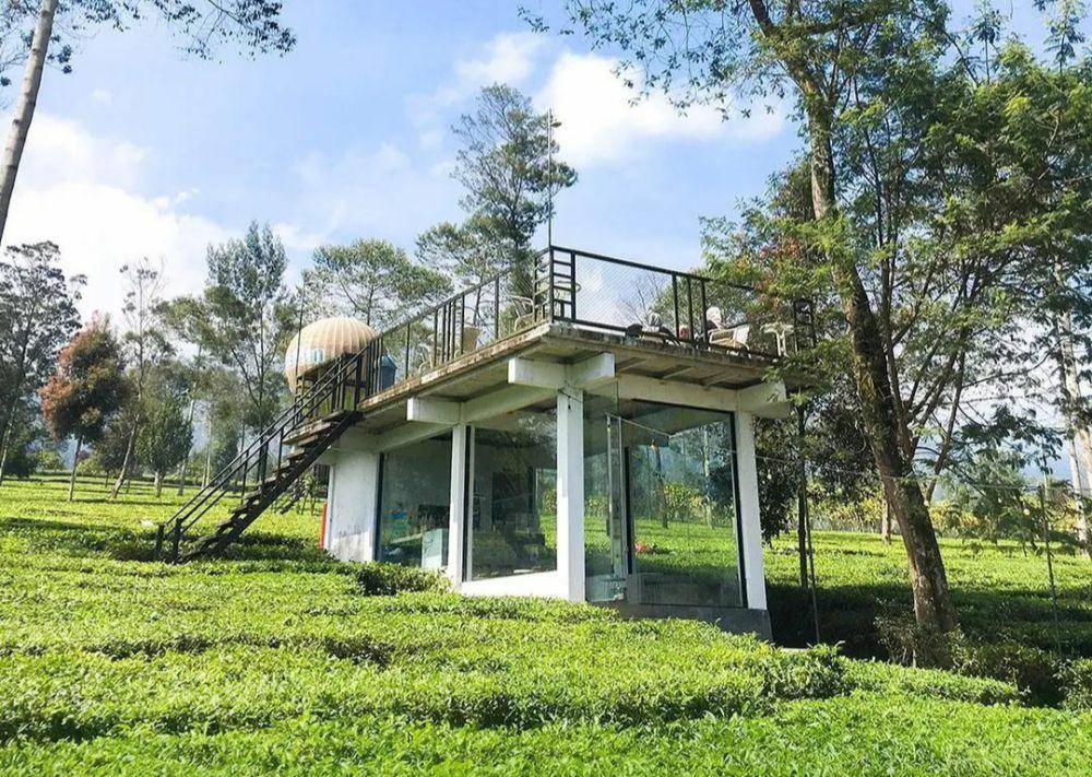 Kebun teh Patean Tambi(instagram.com/kebuntehtambiofficial)