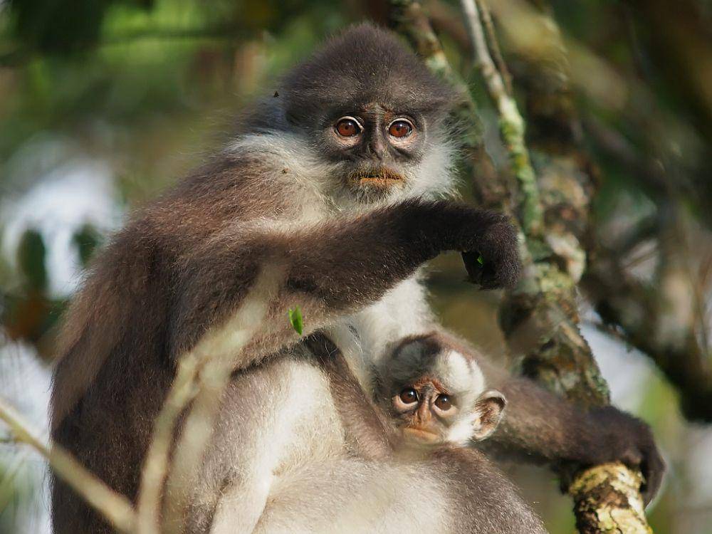 Surili yang memiliki anak (flickr.com/Oleg Chernyshov)