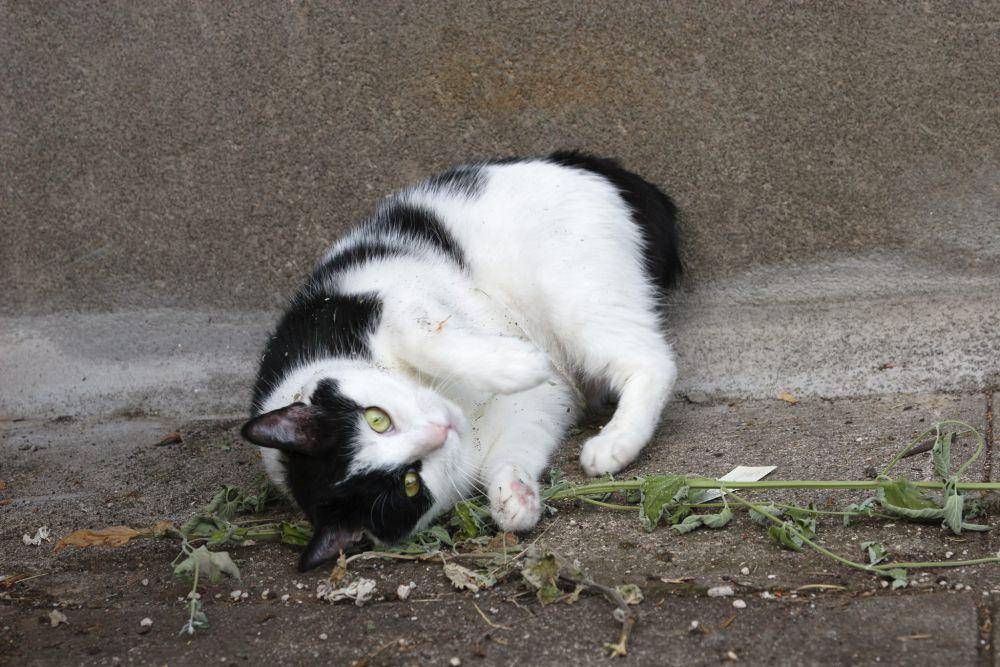 Ilustrasi kucing yang tenang karena efek dari kandungan catnip (flickr.com/Rick Cameron)