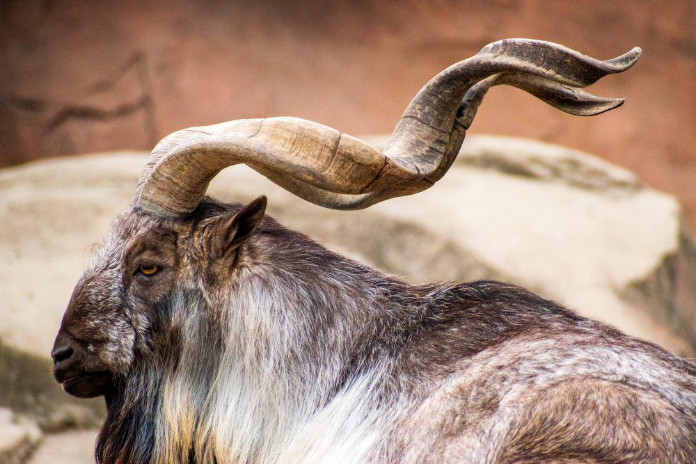 Markhor, Kambing Gunung Unik dengan Tanduk yang Berkelok-kelok
