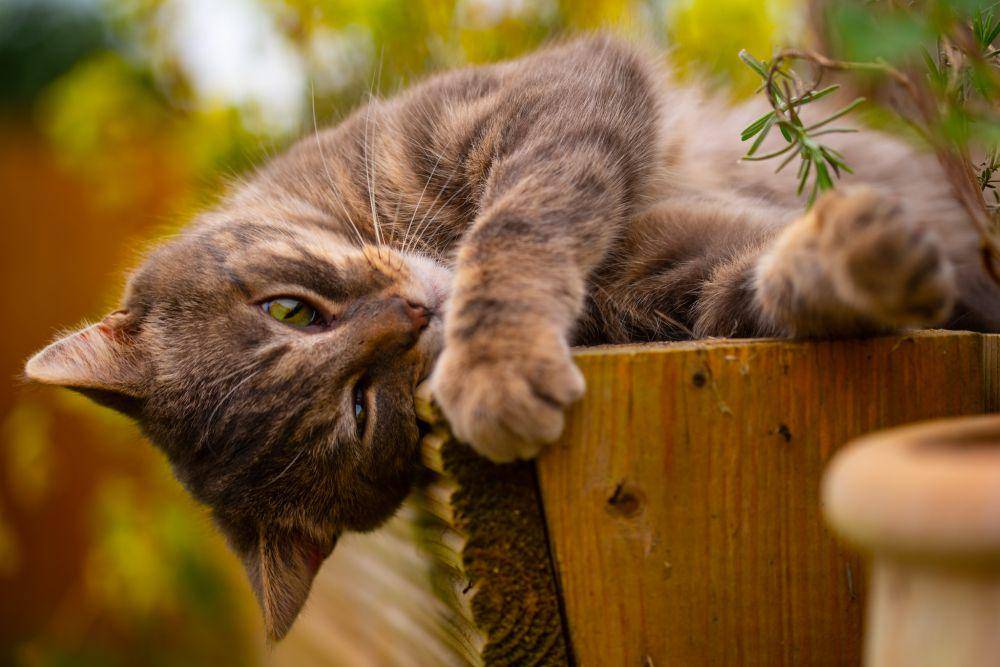 ilustrasi kucing (flickr.com/Richard)