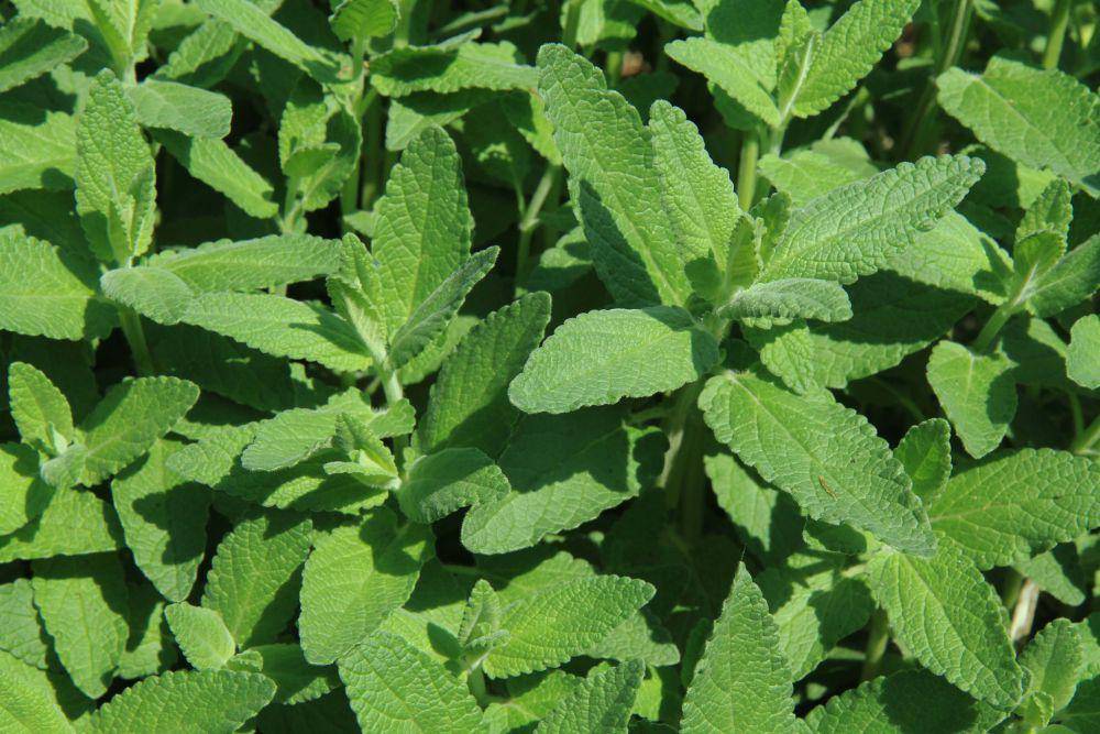 Catnip (flickr.com/Thad Zajdowicz)
