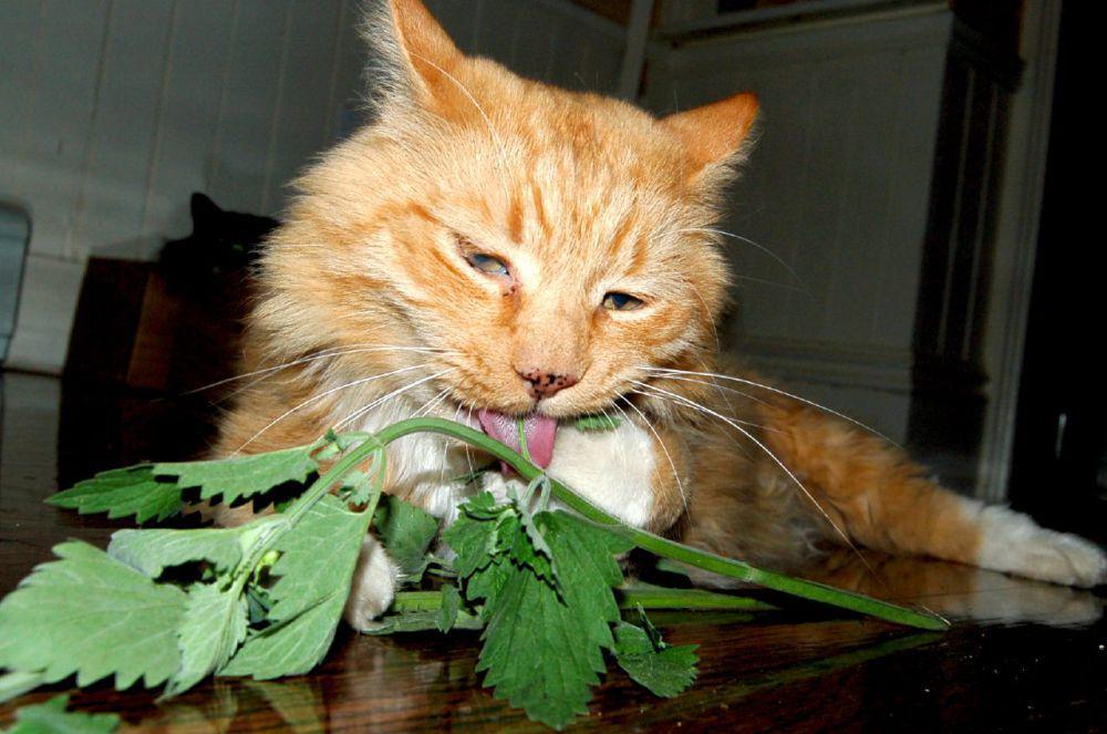 Kenapa Kucing Suka Catnip? Sampai Tergila-gila!