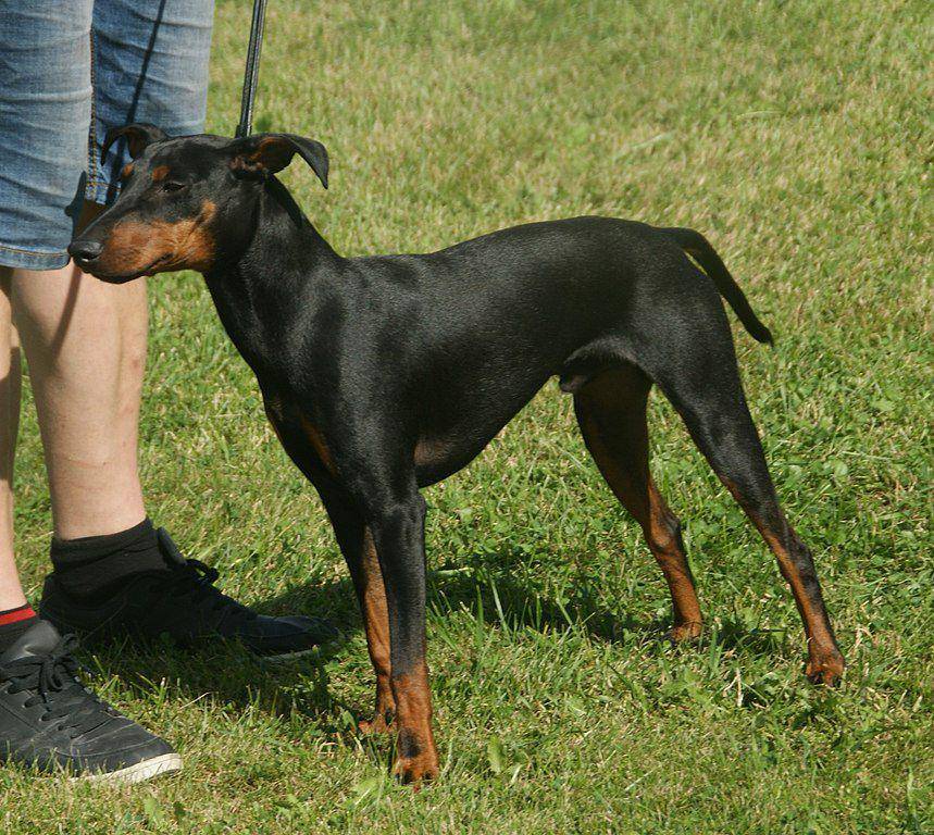 ilustrasi anjing pemburu tikus (commons.wikimedia.org/Canarian)
