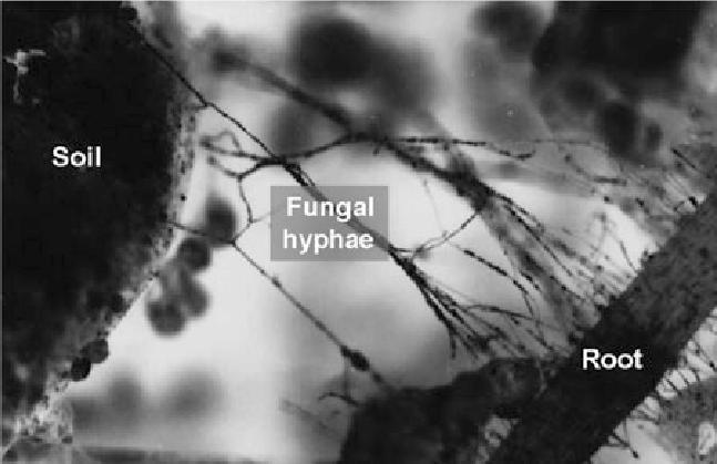 ilustrasi fungi (researchgate.net)