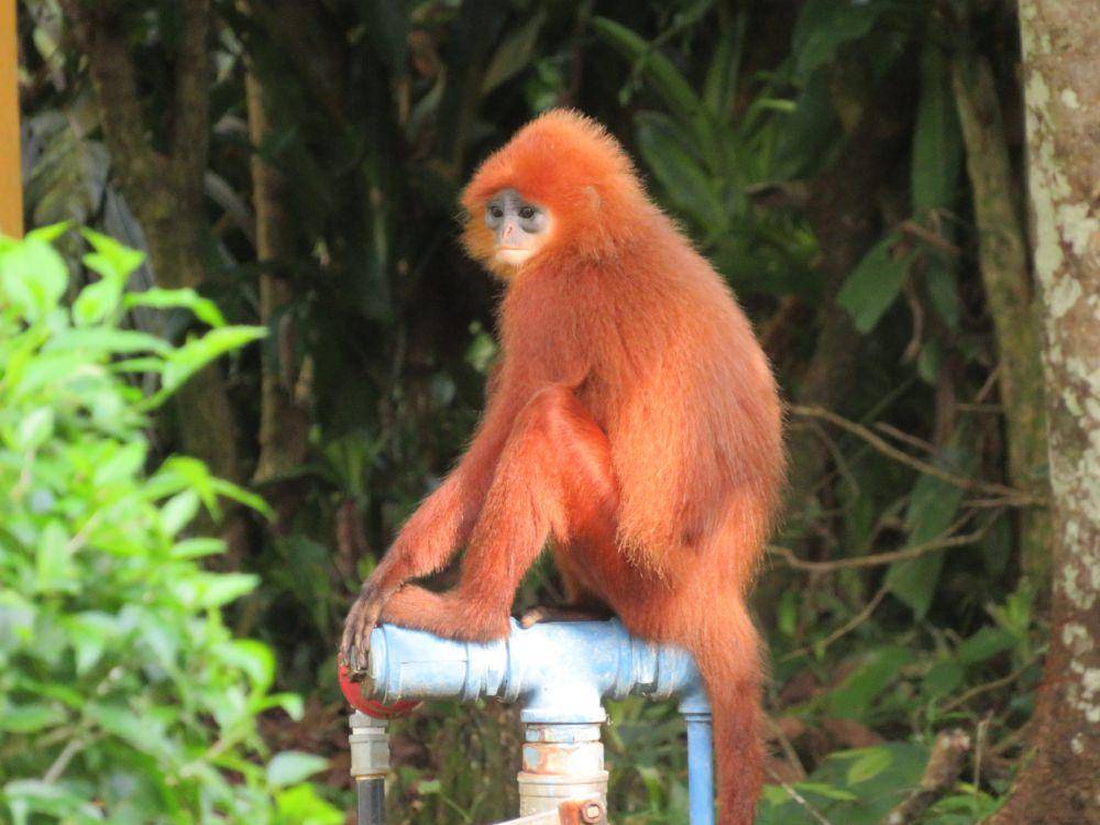 Spesies surili yang berwarna oranye (commons.wikimedia.org/James Telford)