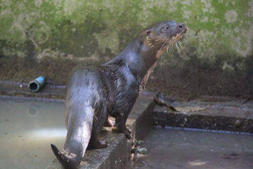 Berang-berang sumatra (www.otter.org/Try Sitheng, Wildlife Alliance)