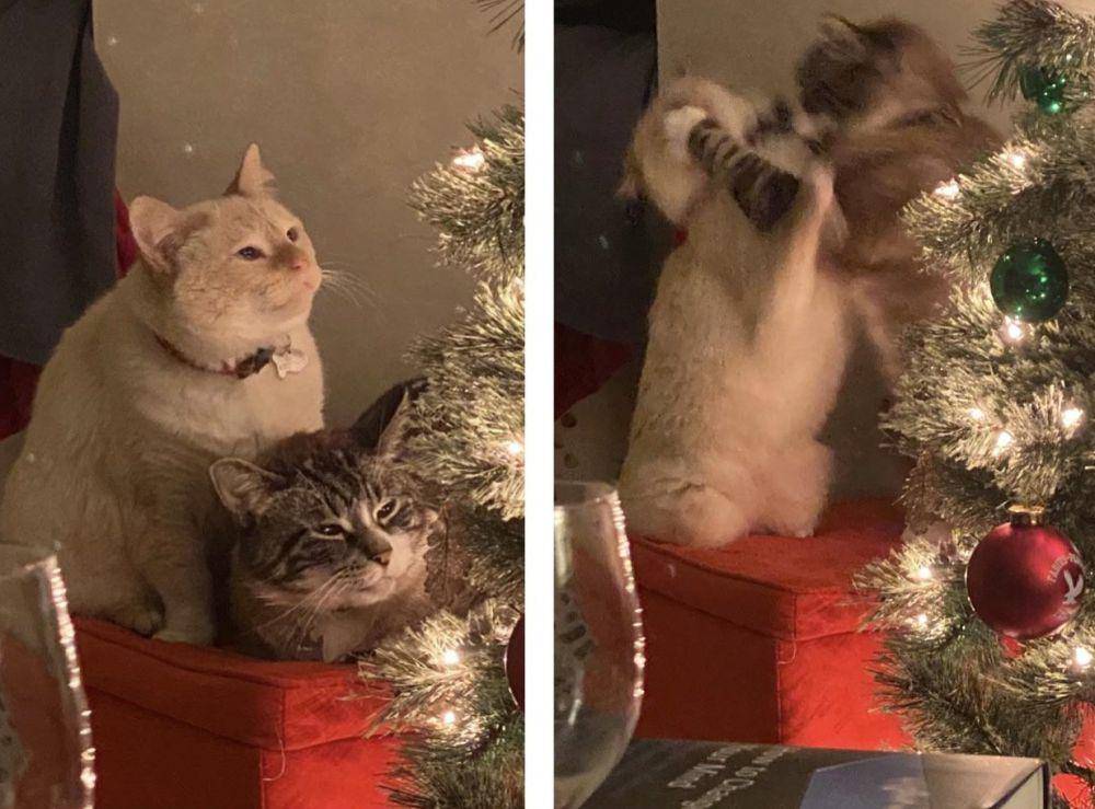 potret anabul bikin masalah di hari Natal (reddit.com/user/ashostakovich)