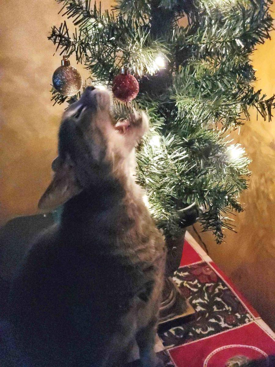 potret anabul bikin masalah di hari Natal (reddit.com/user/Cindy_Lou_Who)