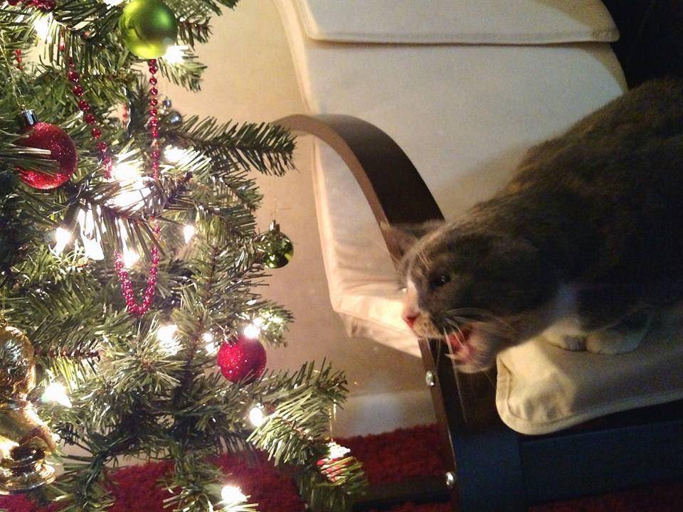 potret anabul bikin masalah di hari Natal (reddit.com/user/mckellogs)