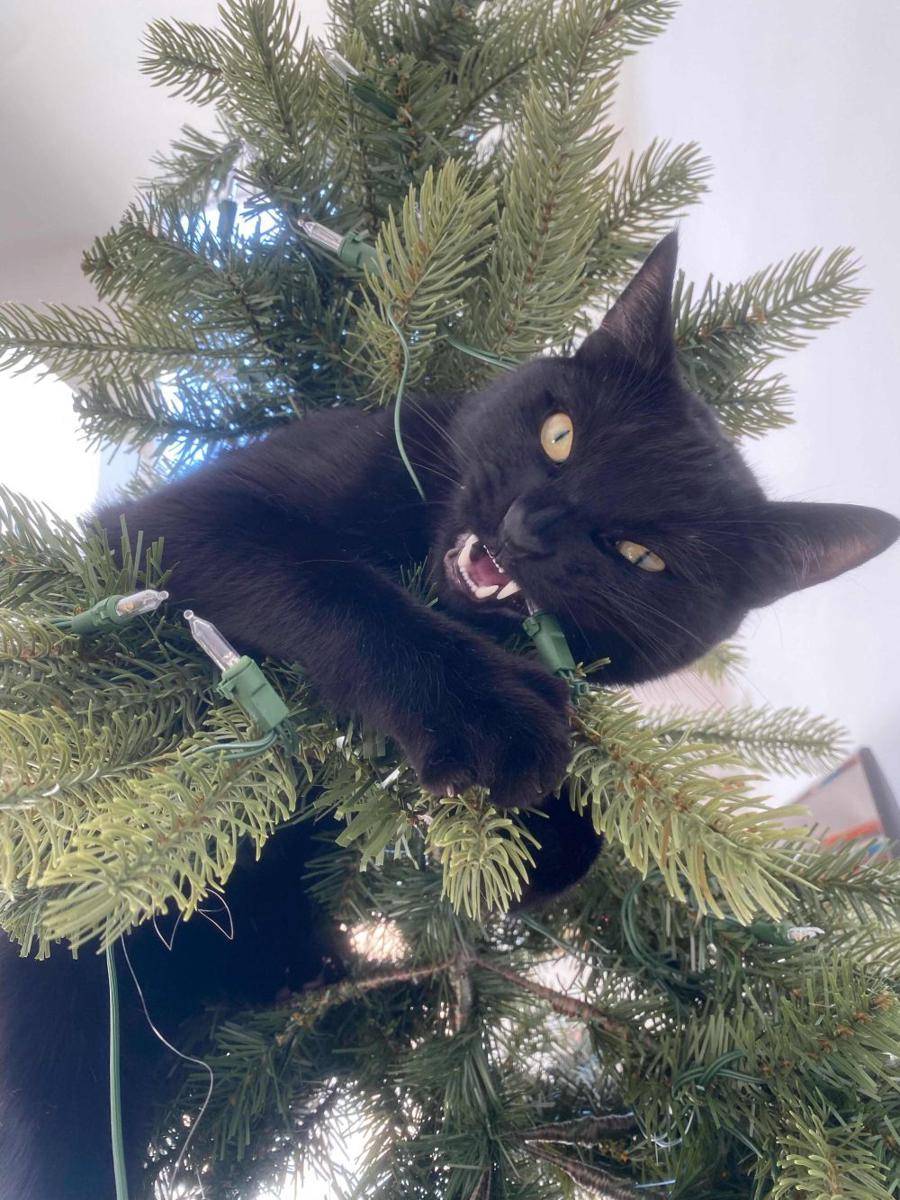 potret anabul bikin masalah di hari Natal (reddit.com/user/liljuniortoro)