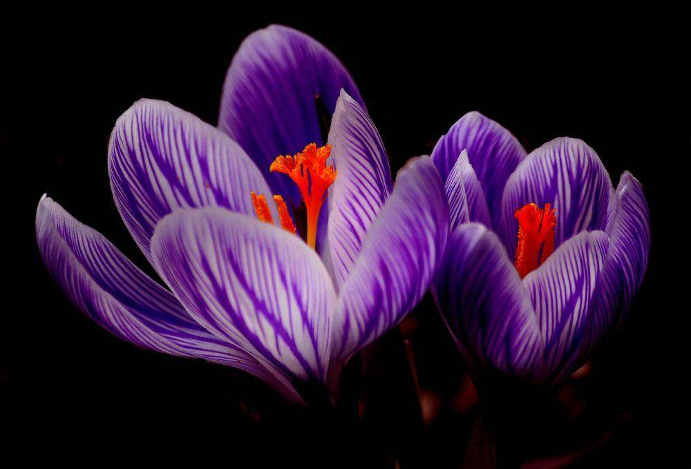 ilustrasi crocus (pixabay.com/Anja)