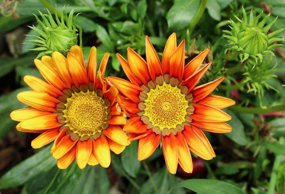 ilustrasi Gazania (pixabay.com/Alicja)