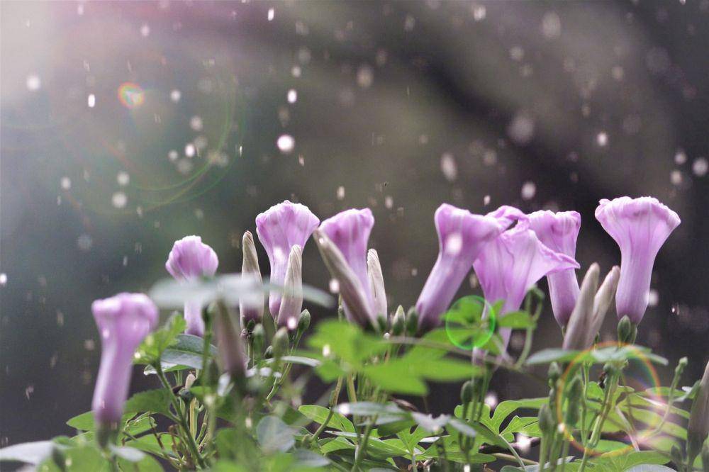 ilustrasi Japanese morning glory (pixabay.com/Shiva Reddy)